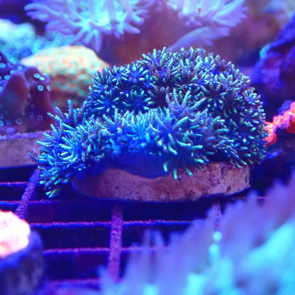 Sympodium Blue Coral