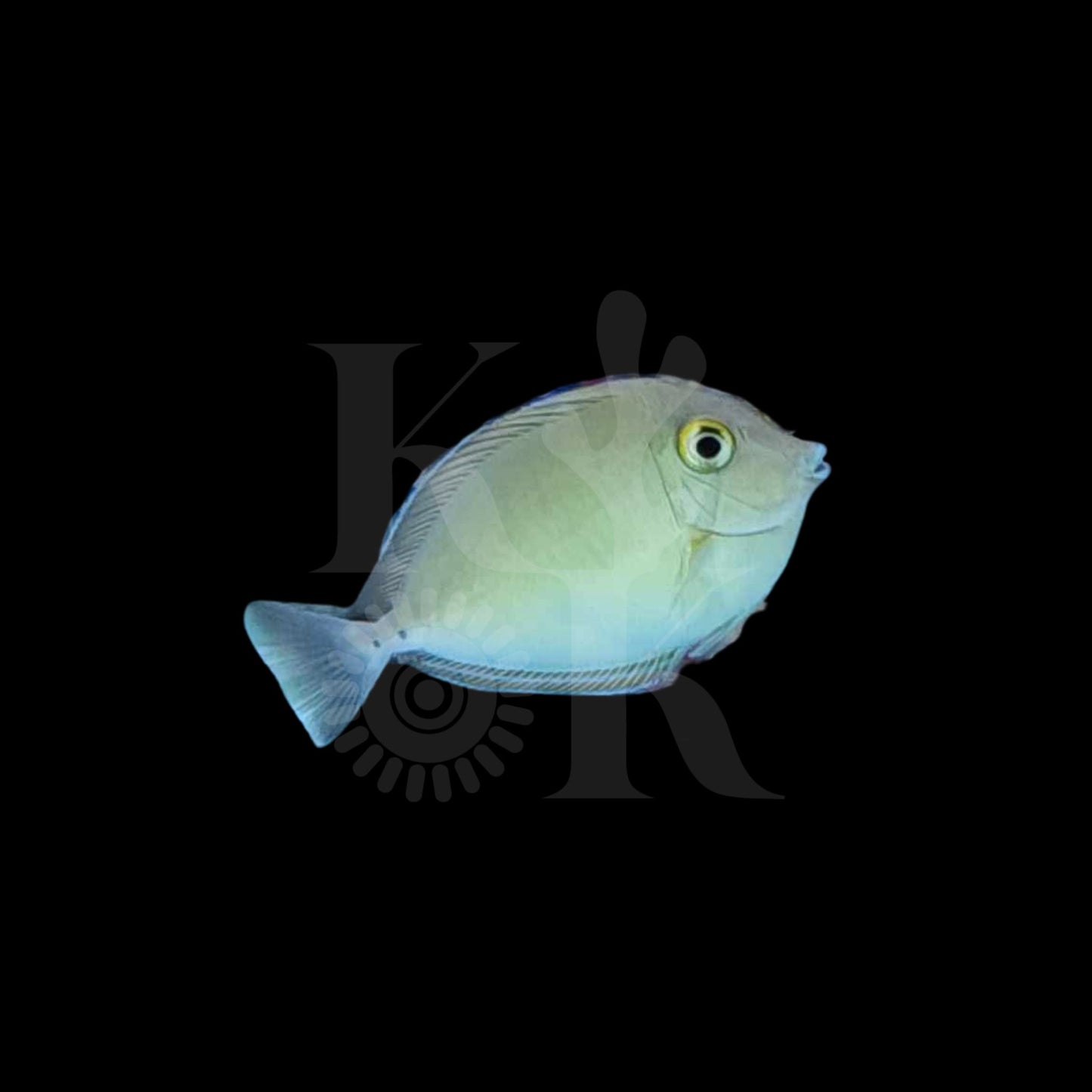 Bluespine Unicorn Tang (Pickup Only)