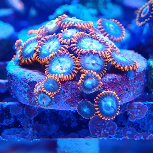 X-Men Zoanthids