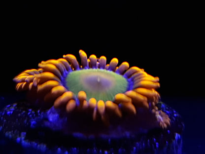 Mandarin Orange Zoanthid Frag