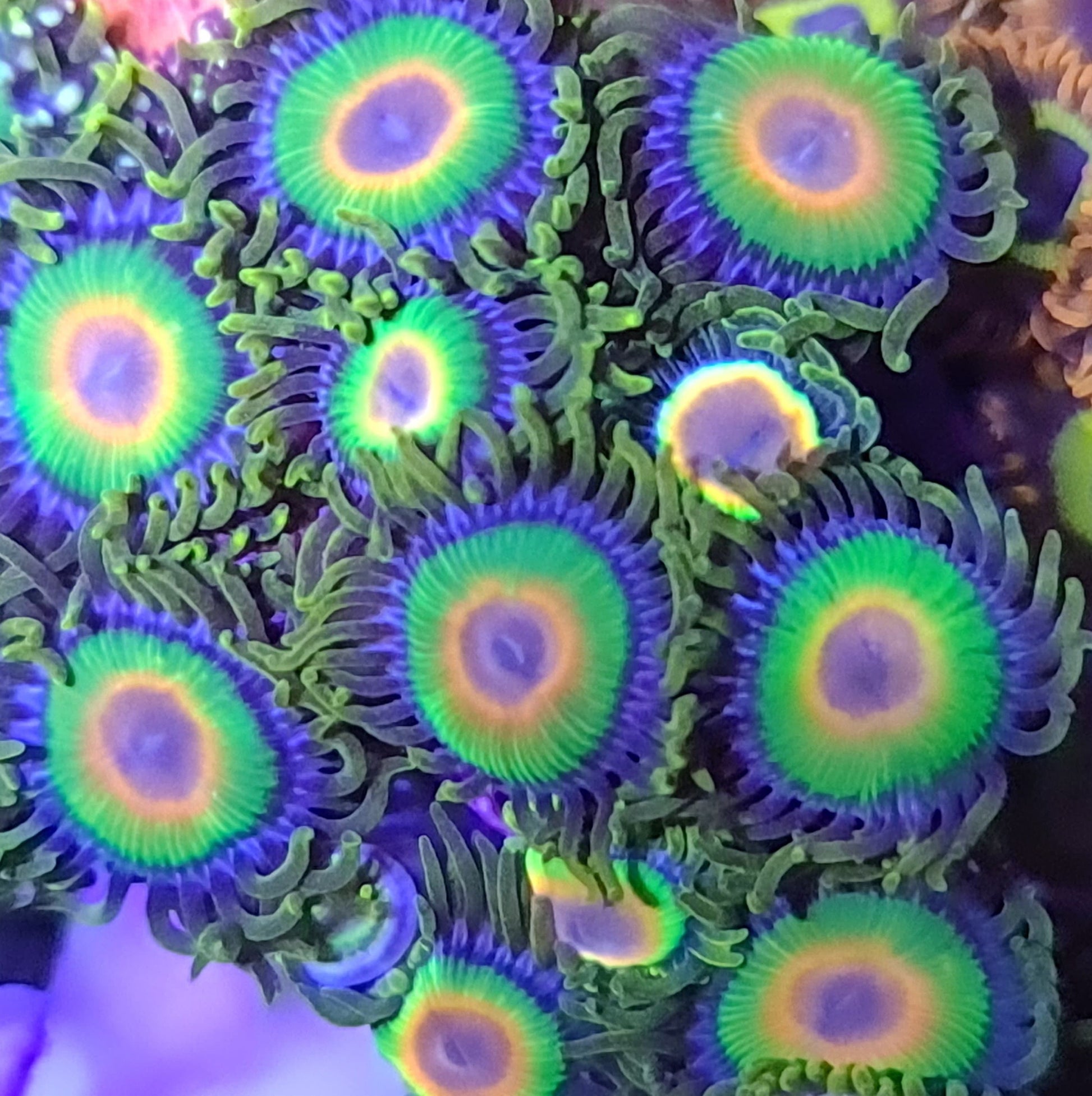 Rastas Zoanthid Frag