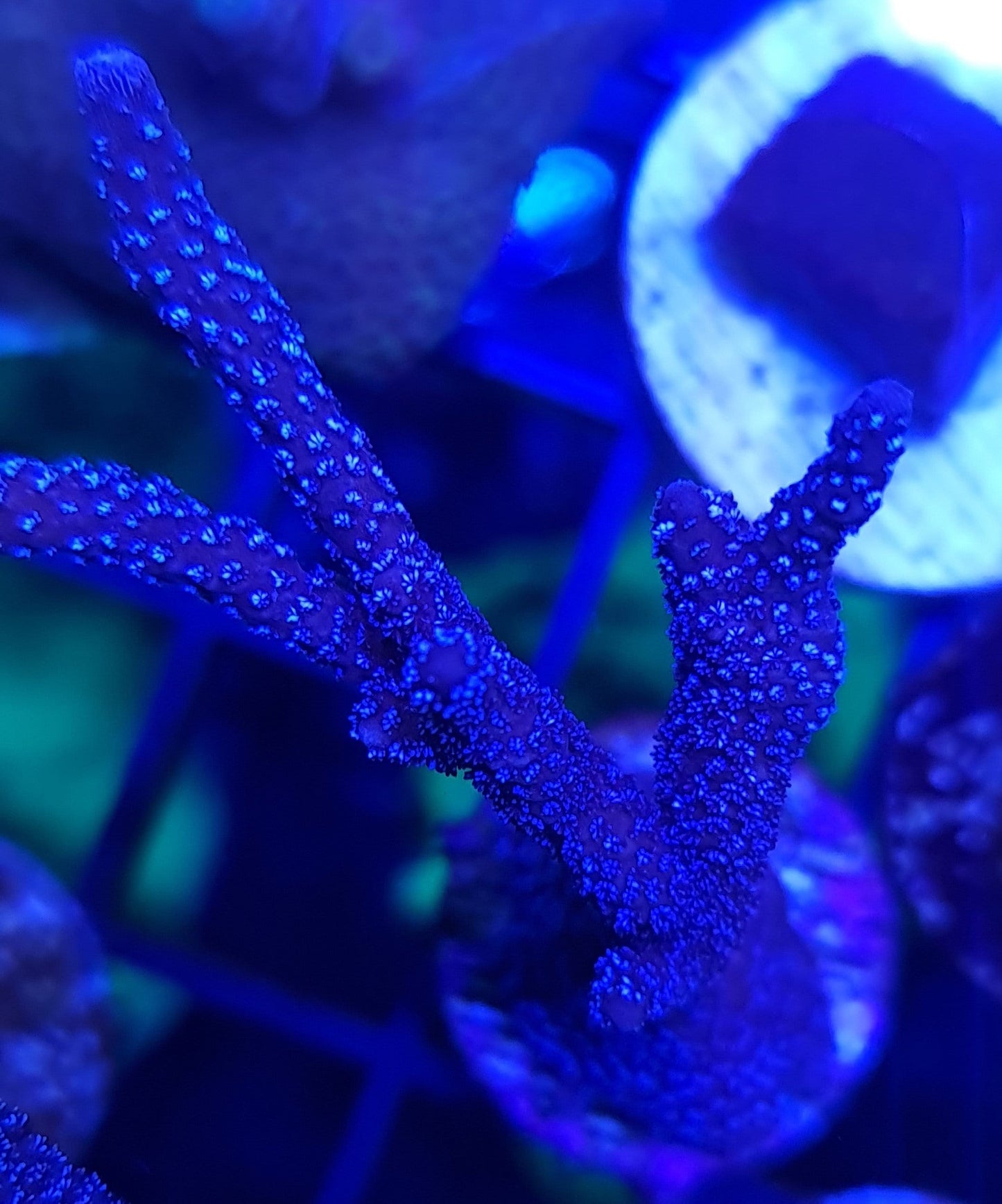 Blue Montipora Digitata Frag