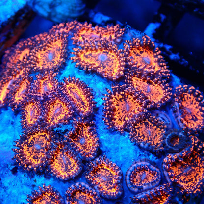 Darth Maul Zoanthid Frag