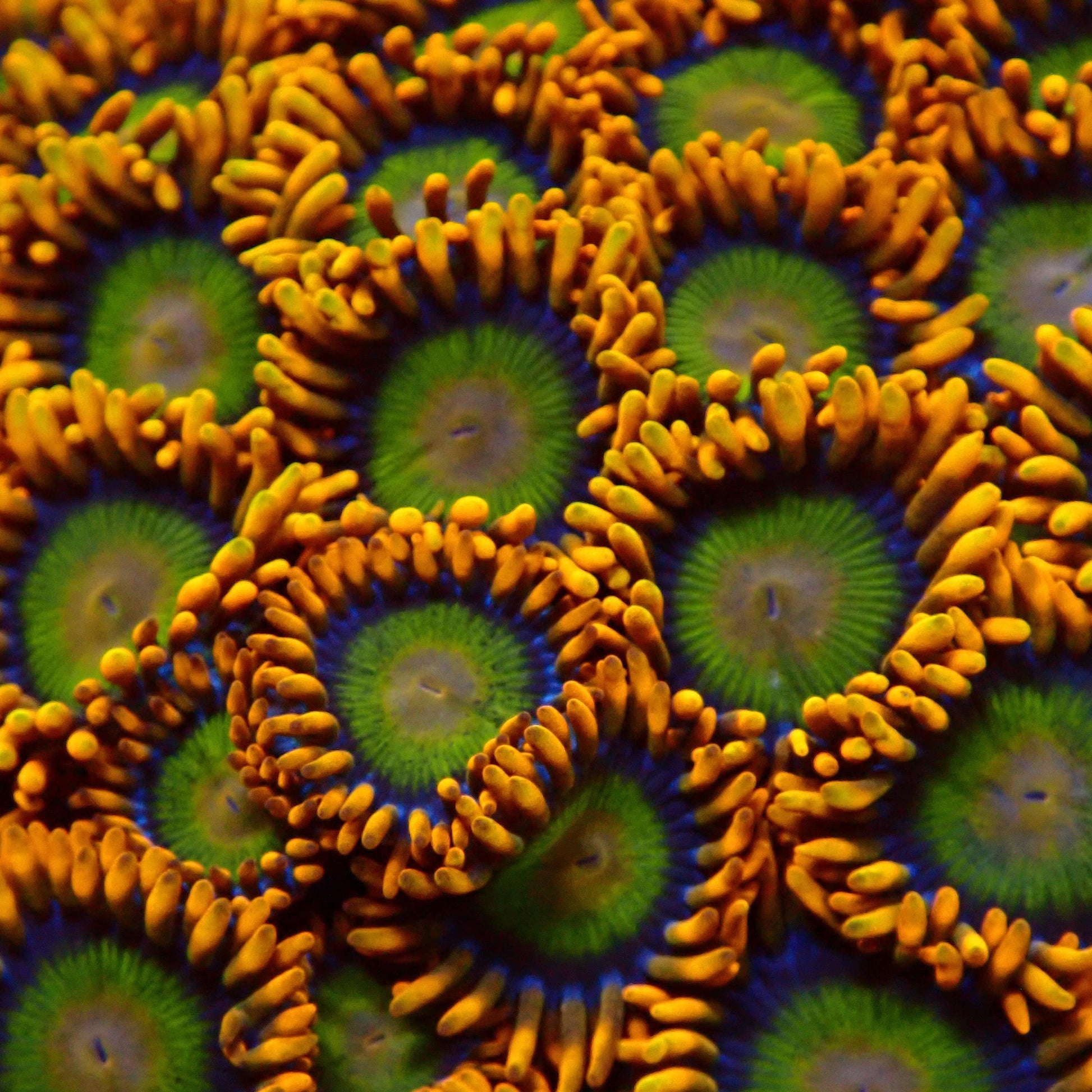 Mandarin Orange Zoanthid Frag