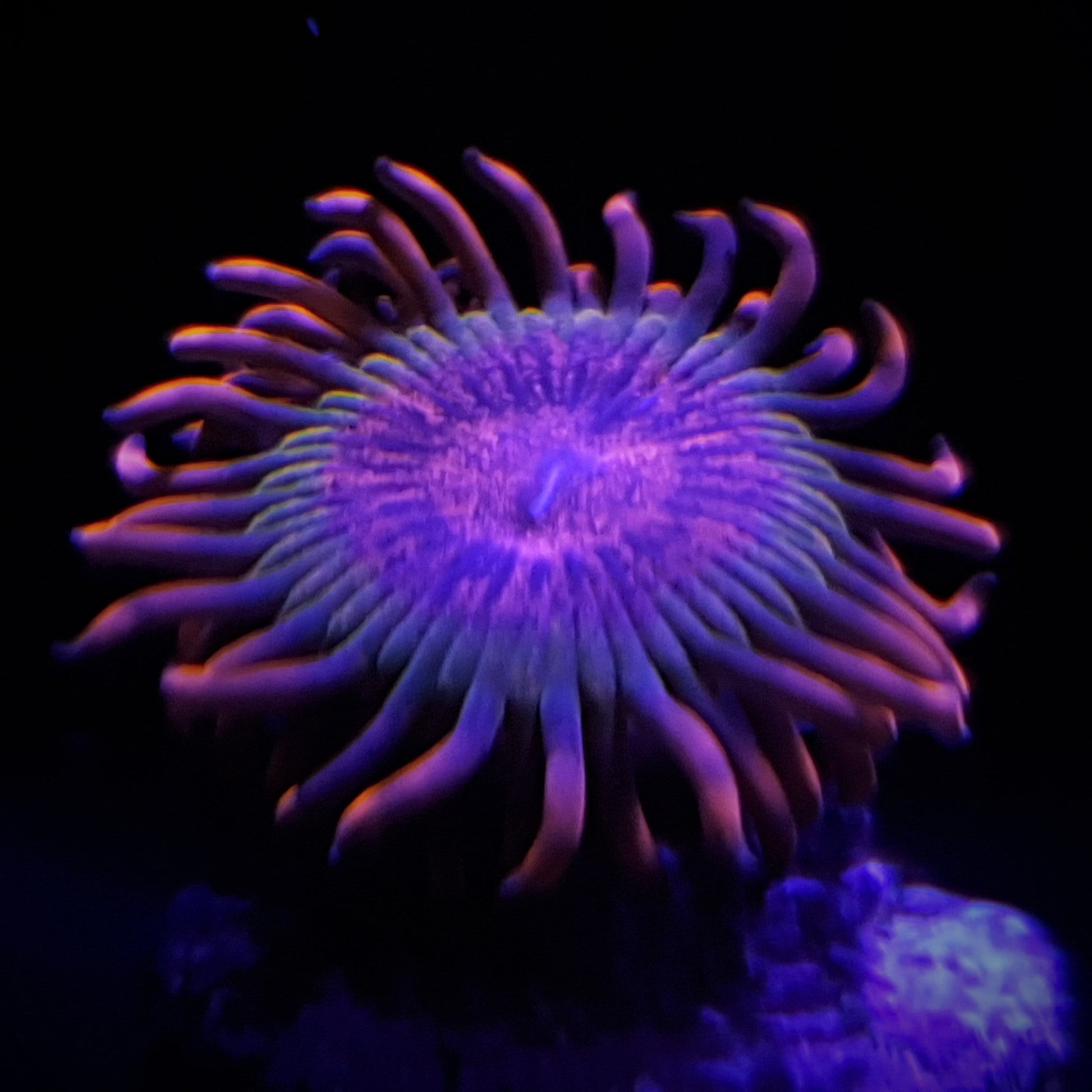 Speckled Krakatoa Zoanthid Frag