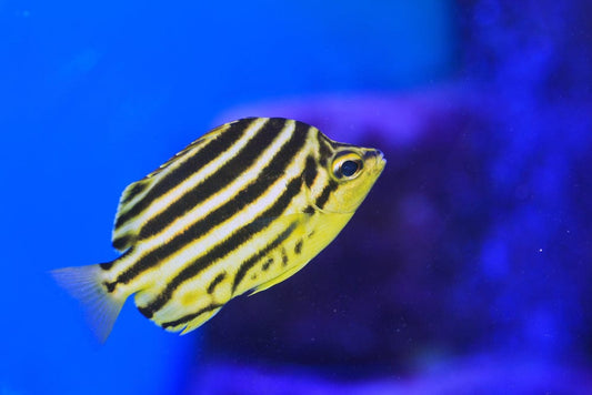 Australian Stripey (Pickup Only)