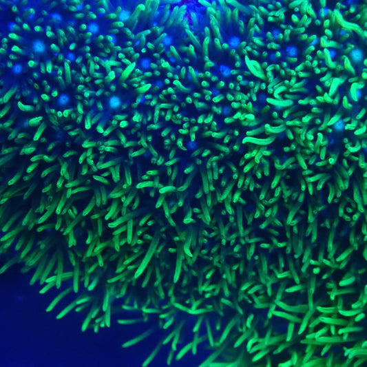 Green Star Polyps (GSP)